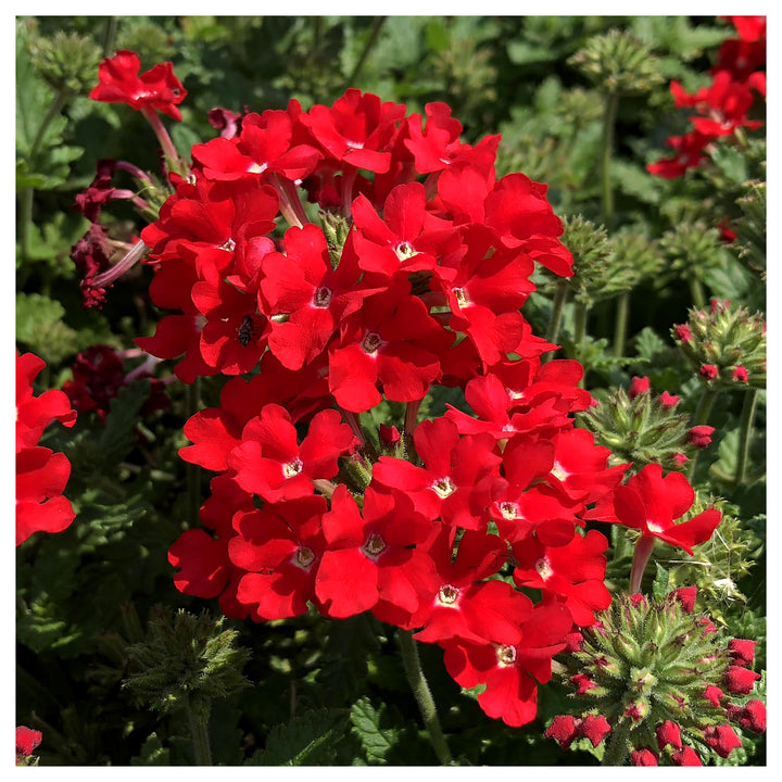 Red Verbena Scarlet Flower Seeds for Planting – Heirloom, Non-GMO, Organic Garden Seeds | Neera Seeds product photo [neera-v4-9eb99046dfb9f92d0ba4]