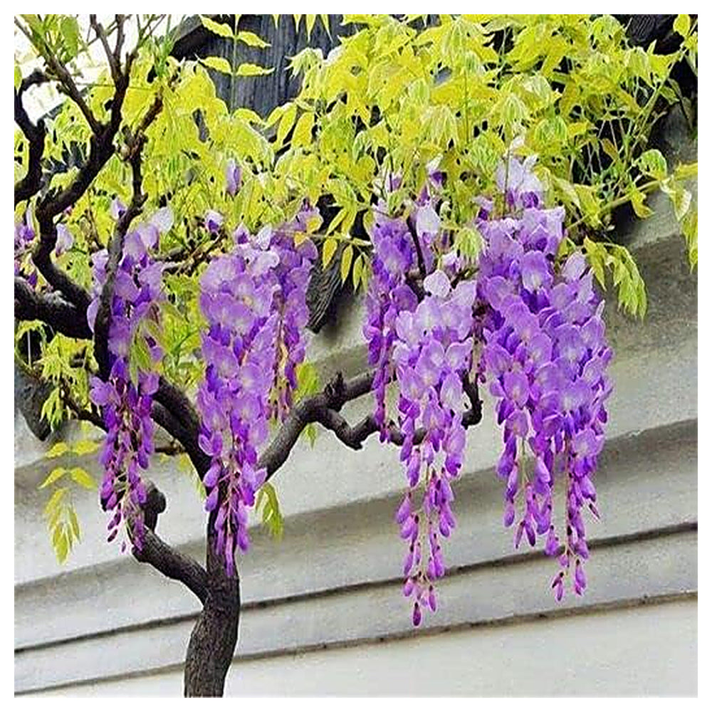 Japanese Wisteria Floribunda Purple Climbing Vine Seeds for Planting – Heirloom, Non-GMO | Neera Seeds product photo [neera-v4-9ebe342b91ec0ef7ee3f]