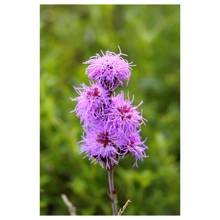 Liatris ligulistylis Meadow Blazing Star Seeds - Heirloom, Non-GMO, High Germination Organic Wildflower Seeds for P | Neera Seeds product photo [neera-v4-9ee4ed3b1b1fabe198d8]
