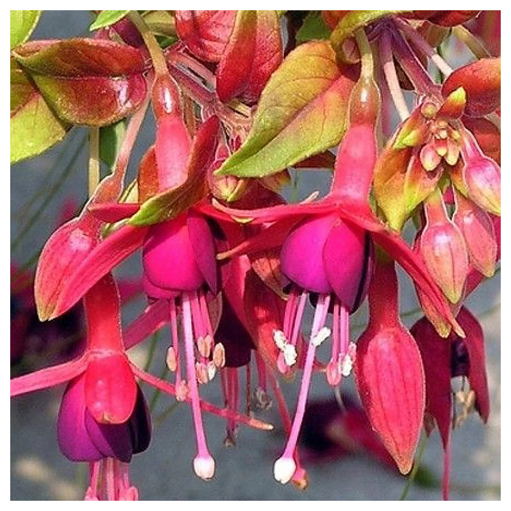 Heirloom Non-GMO Red Green Fuchsia Flower Seeds for Planting – Fresh Vibrant Garden Blooms, High Germination | Neera Seeds product photo [neera-v4-9ef222cbd96434456b59]