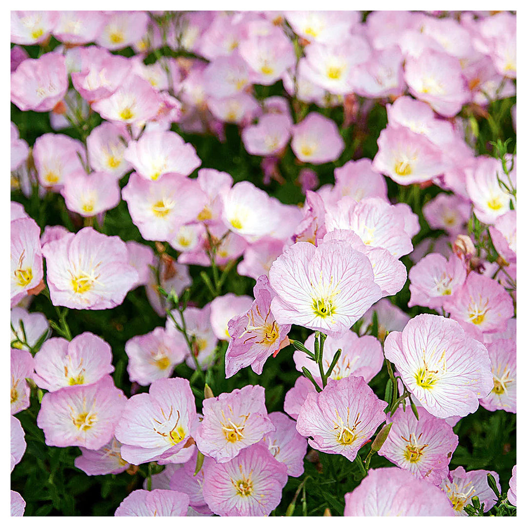 Light Pink Primrose Flower Seeds – Heirloom Non-GMO Evening Blooms for Garden Ground Cover | Neera Seeds product photo [neera-v4-9efefee8f7ea93bf6fab]
