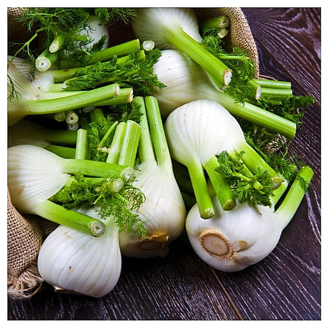 Florence Fennel Foeniculum Vulgare Sweet Aromatic Hardy Flower Seeds Home Garden Planting, | Neera Seeds product photo [neera-v4-9f058961e720cff5f191]