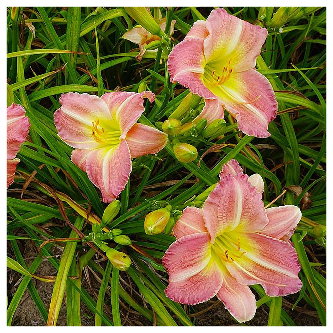 Daylily Flower Seeds for Planting 100 pcs – Heirloom, Non-GMO, High Germination Organic Garden Seeds | Neera Seeds product photo [neera-v4-9f085c81097971a042aa]