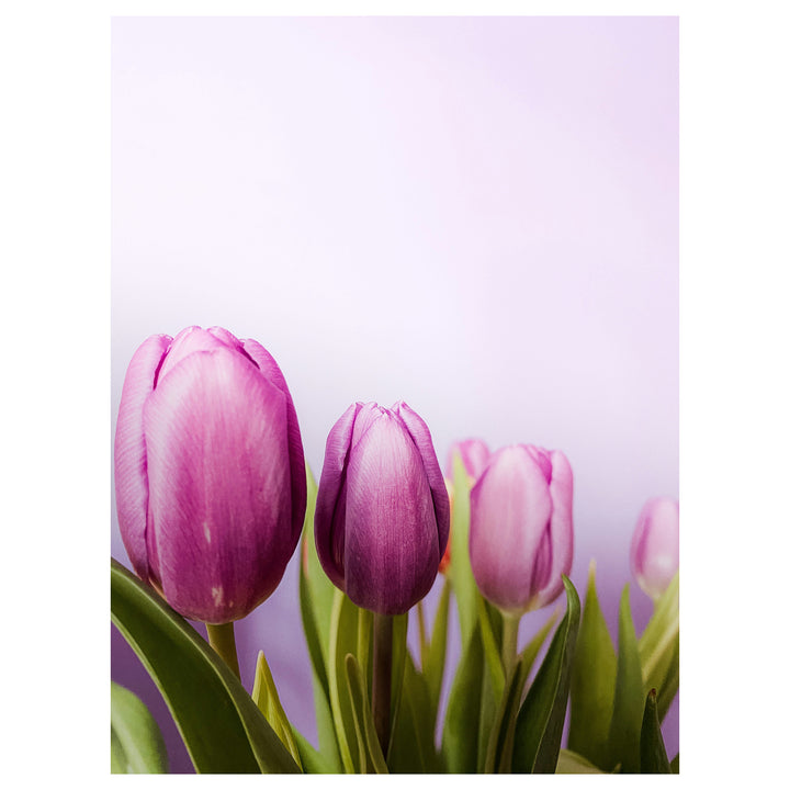 Lavender Shade Tulip Flower Seeds for Planting – Heirloom, Non-GMO, High Germination Vibrant Blooms | Neera Seeds product photo [neera-v4-9f0dba55087f2b5bb924]