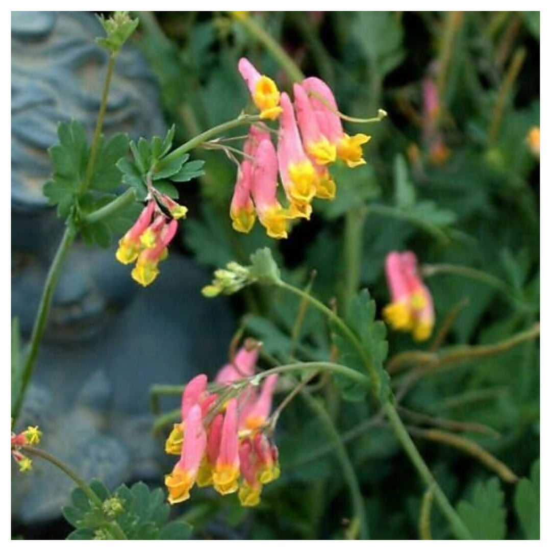 Heirloom Non-GMO Corydalis Sempervirens Flower Seeds for Planting – Hardy Fragrant Wildflower Garden Blooms | Neera Seeds product photo [neera-v4-9f2b93cc9c050a53fc34]