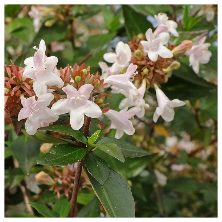 Heirloom Non-GMO Red Abelia Flower Seeds for Garden Planting – Fragrant Ornamental Blooms | Neera Seeds product photo [neera-v4-9f2c9b459630555ed76f]