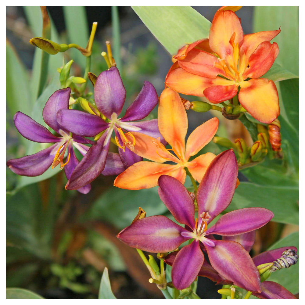 Heirloom Non-GMO Pardancanda Flower Seeds for Planting – Colorful Perennial Iris-Like Garden Blooms | Neera Seeds product photo [neera-v4-9f31ccf4e47ef56bf4e6]