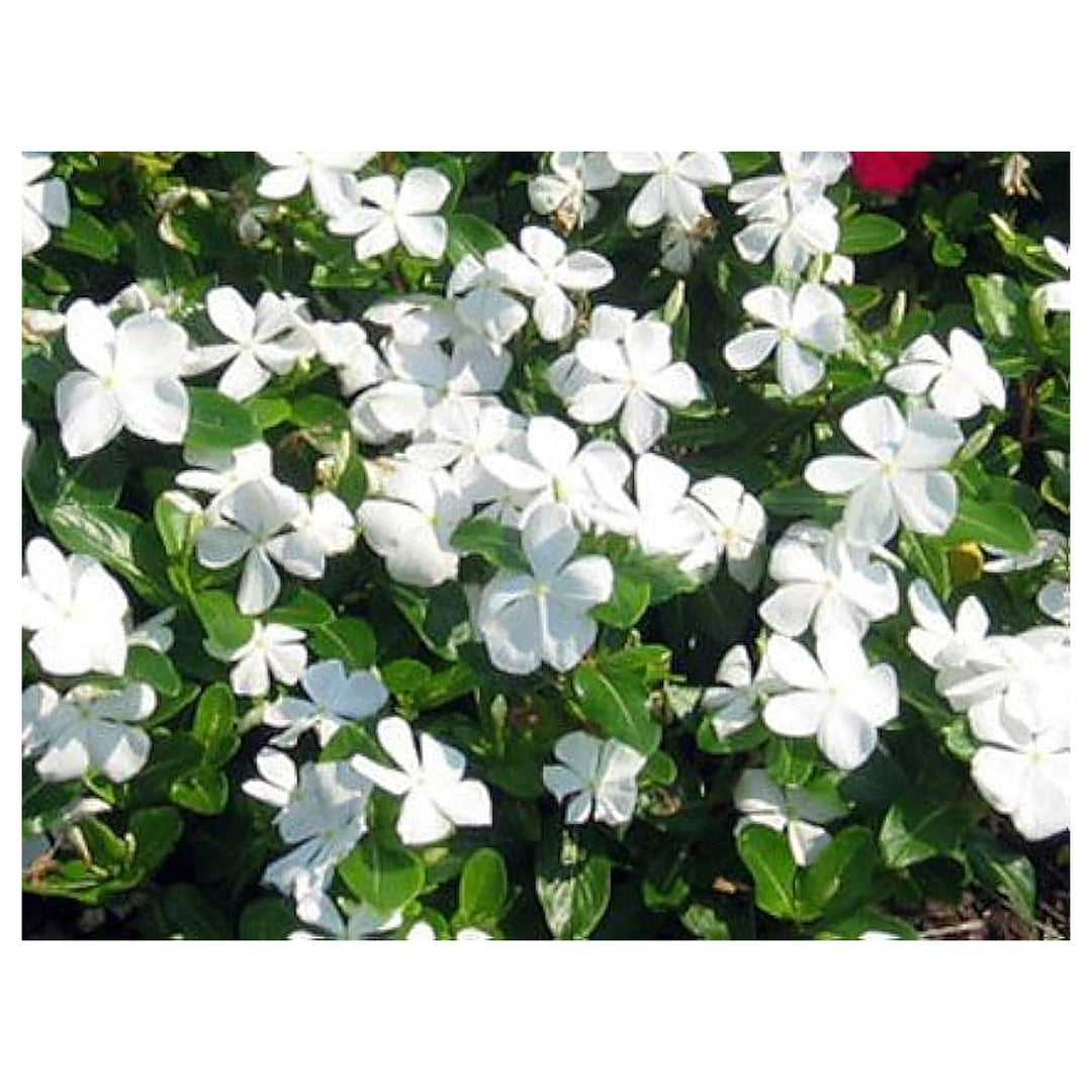 White Vinca Flower Seeds – Elegant, Low-Maintenance Annuals for Garden Planting | Neera Seeds product photo [neera-v4-9f322b1b544f173c2855]