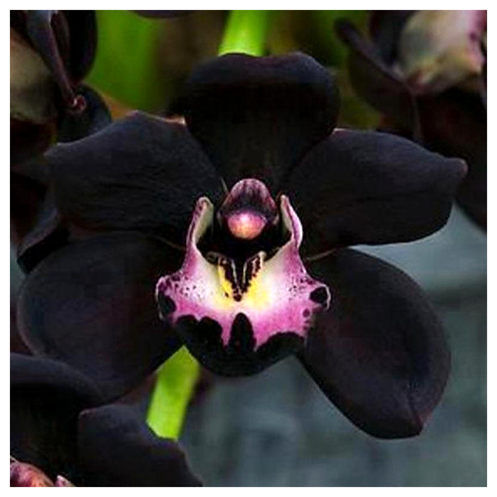 Heirloom Non-GMO Black Cymbidium Faberi Flower Seeds for Exotic Garden and Indoor Planting | Neera Seeds product photo [neera-v4-9f516bcb9908a079735a]