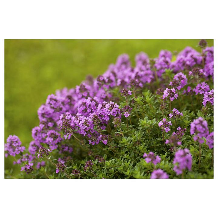 Purple Creeping Thyme Flower Seeds – Heirloom, Non-GMO, Fragrant Ground Cover for Garden Planting | Neera Seeds product photo [neera-v4-9f64af768ebecab476e3]