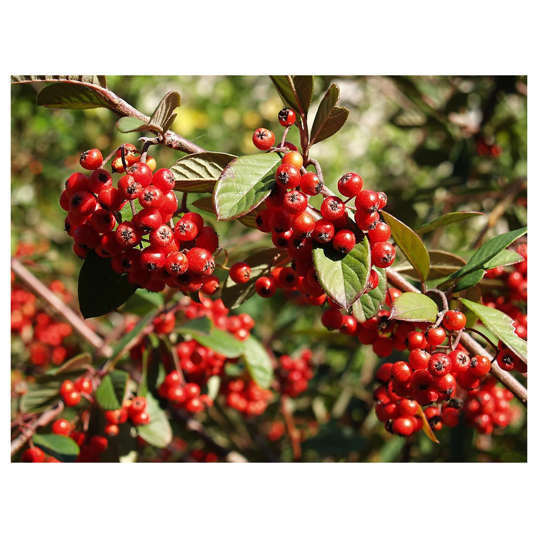 Cotoneaster Lacteus Fruit Seeds for Planting | Heirloom Non-GMO Organic Seeds for Attractive Red Berries | Neera Seeds product photo [neera-v4-9f64afbd7bd33b828ad7]
