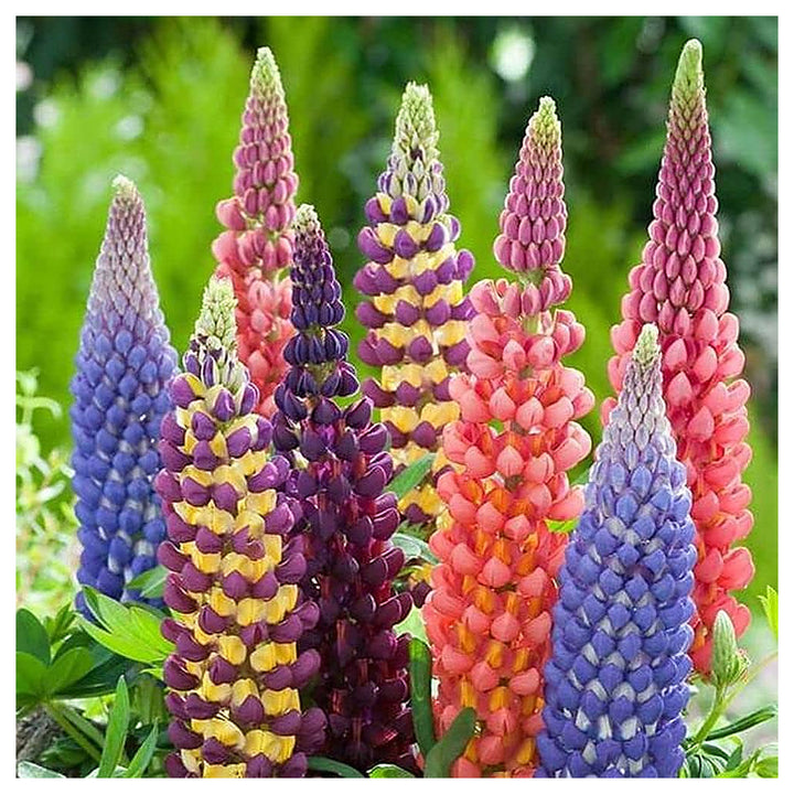 Mixed Lupine Flower Lupinus Polyphyllus For Planting Home Garden Flower Bed Flower Seeds for Home | Neera Seeds product photo [neera-v4-9f6f5b837f0c7a5b4e87]