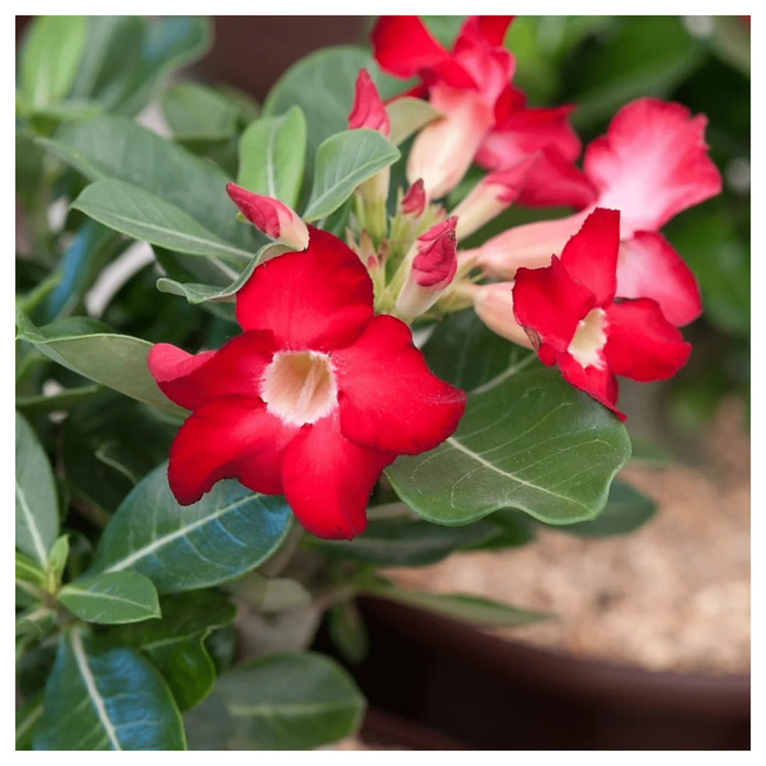 Obesum Flower Seeds for Planting, 100 pcs | Neera Seeds product photo [neera-v4-9f7289e0cfbbbd39ad23]