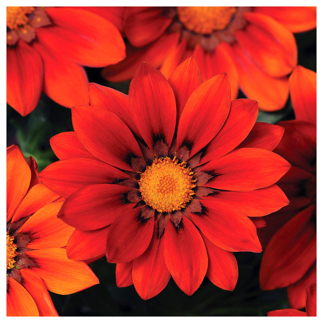 Red Red Gazania Kiss Frosty Large Round Deep Flowers In Your Garden Flower Seeds Home | Neera Seeds product photo [neera-v4-9f83b68a87e3393a2f6b]