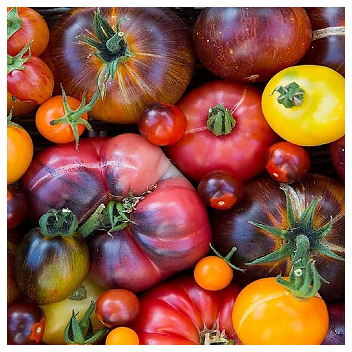 Heirloom Rainbow Beefsteak Tomato Seeds for Planting – Non-GMO, High Germination Organic Garden Seeds | Neera Seeds product photo [neera-v4-9f8758fc7e7da5a32ac0]