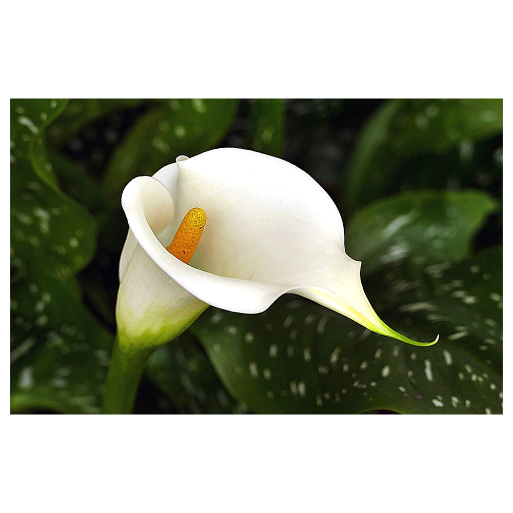 White Zantedeschia Aethiopica Flower Seeds for Planting – Heirloom, Non-GMO, High Germination Organic Garden Seeds | Neera Seeds product photo [neera-v4-9f8bc1bb7cf6e2d635ff]