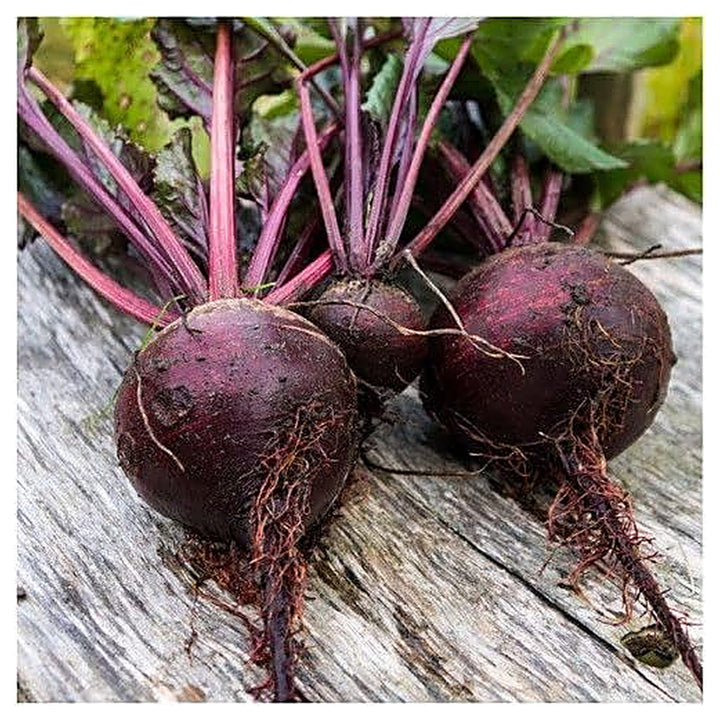 Beetroot Detroit Dark Red Seeds – Heirloom, Fast-Growing, High-Yield Root Vegetable | Neera Seeds product photo [neera-v4-9f9047c1c59dbf8d9107]