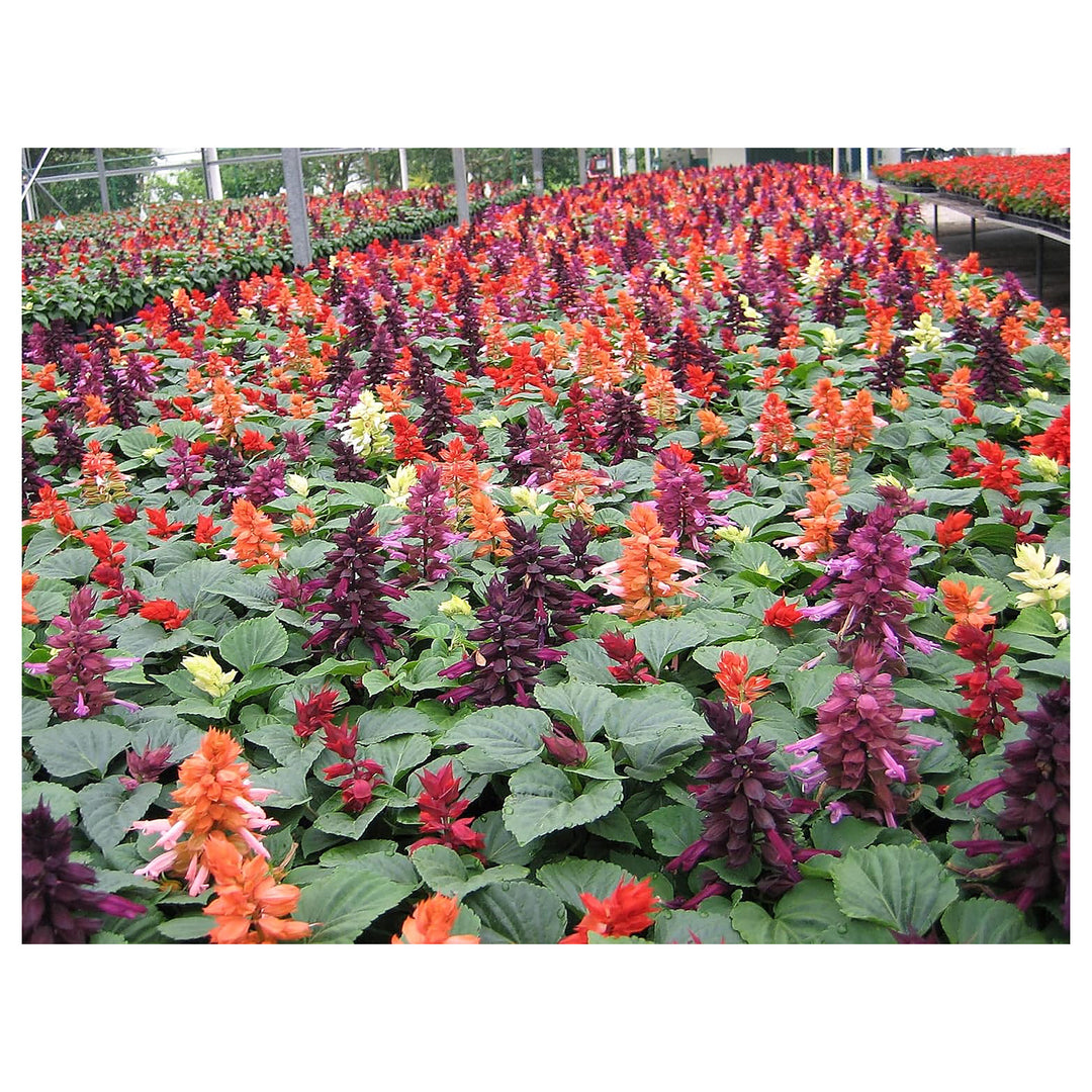 Salvia Flower Seeds – Heirloom Non-GMO Seeds for Planting Pollinator-Friendly Vibrant Organic Garden | Neera Seeds product photo [neera-v4-9fa01ba134949e9fd039]