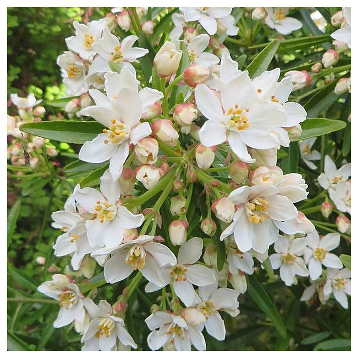 Aztec Pearl Flower Seeds – Heirloom Non-GMO, High Germination Fragrant Blooms for Elegant Garden Planting | Neera Seeds product photo [neera-v4-9fa4069f07f0056694ac]