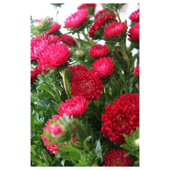 Red Aster Heirloom Non-GMO Seeds for Planting – High Germination Organic Garden Seeds | Neera Seeds product photo [neera-v4-9fab21916d2333d53ba3]