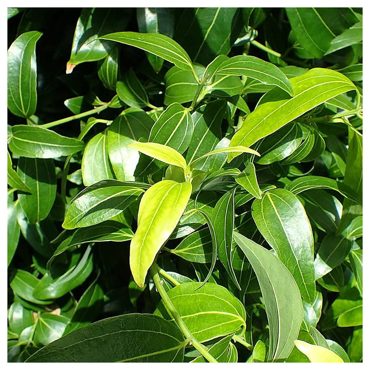 Green Bay Leaf Plant Seeds for Planting – Heirloom, Non-GMO, High Germination Organic Garden Seeds for Culinary Her | Neera Seeds product photo [neera-v4-9fac655b73aeda510c3c]
