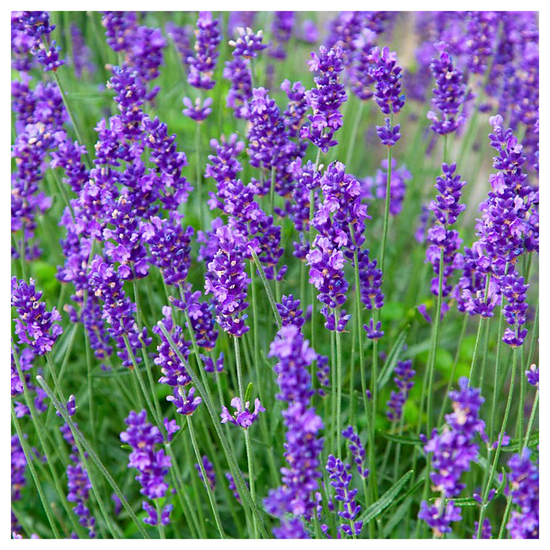 Lavender Munstead Flower Seeds for Planting – Heirloom, Non-GMO Organic Garden Seeds with High Germination | Neera Seeds product photo [neera-v4-9fdb5cf0d1320227109f]