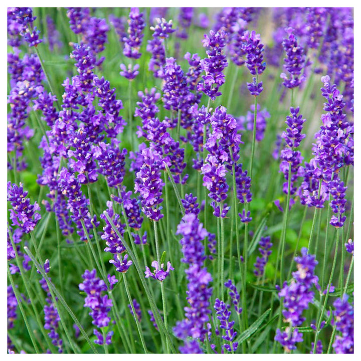 Lavender Munstead Flower Seeds for Planting – Heirloom, Non-GMO Organic Garden Seeds with High Germination | Neera Seeds product photo [neera-v4-9fdb5cf0d1320227109f]
