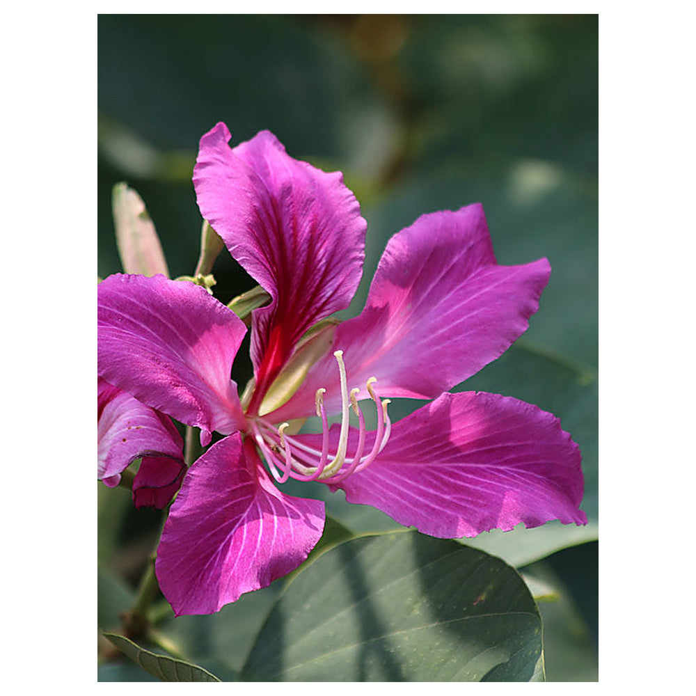 Heirloom Non-GMO Purple Orchis Flower Seeds for Planting – Exotic Wildflower Blooms for Garden Displays | Neera Seeds product photo [neera-v4-9fe46e5dcff755e6c8d3]