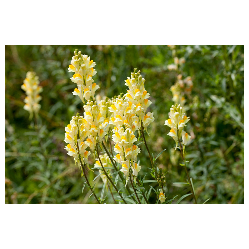 Heirloom Non-GMO Oldfield Toadflax Flower Seeds for Planting – Wildflower Blooms | Neera Seeds product photo [neera-v4-9fe514d148c81ab98a9c]
