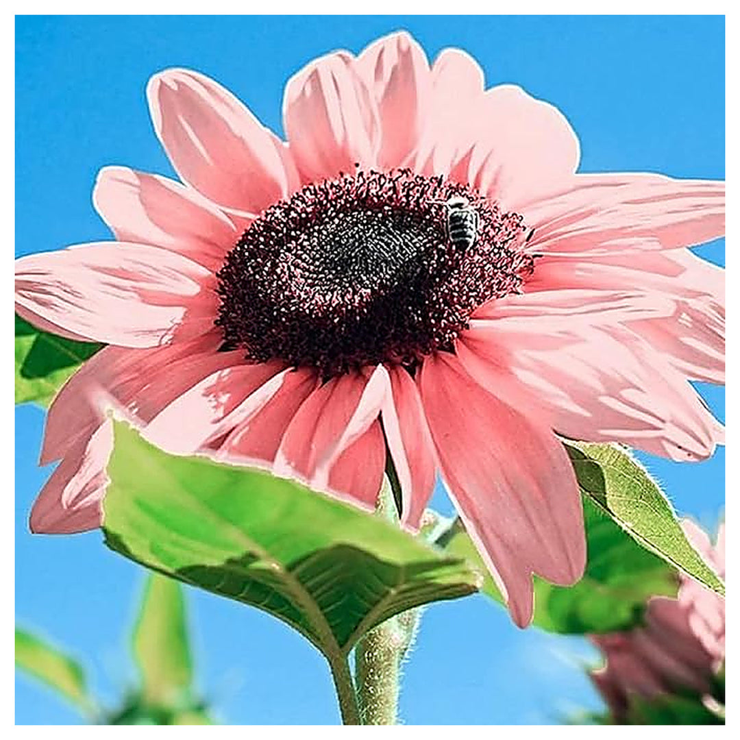 Heirloom Non-GMO Sunflower Flower Seeds for Planting – Bright Pollinator-Friendly Garden Blooms | Neera Seeds product photo [neera-v4-9fe8b21a8ff7dccb3525]