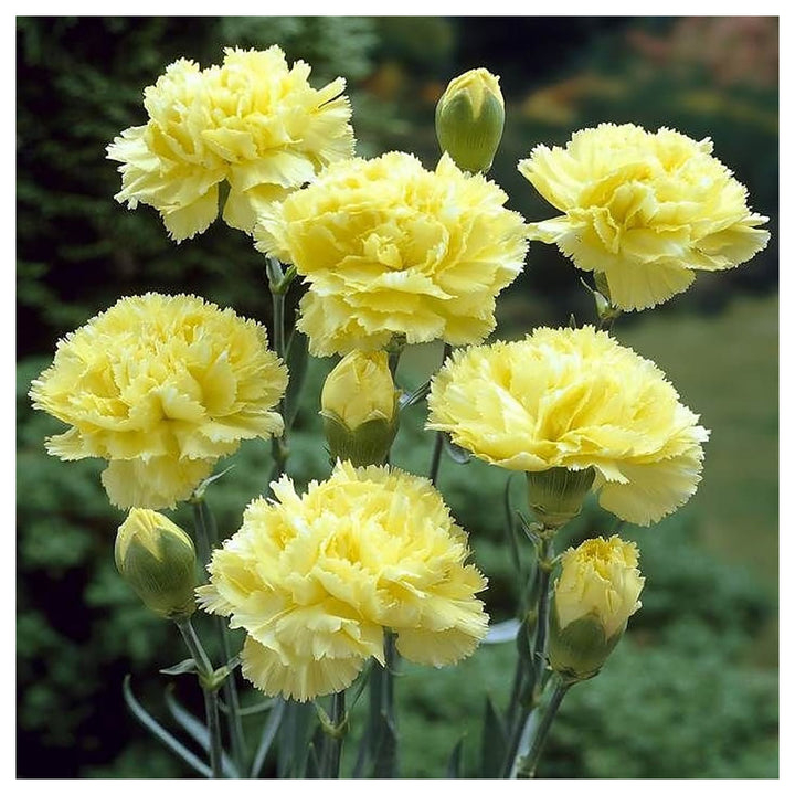 Yellow Dianthus Flower Seeds for Planting – Vibrant, Long-Blooming Garden Flowers | Neera Seeds product photo [neera-v4-9feb16d08c8d1fccbec6]