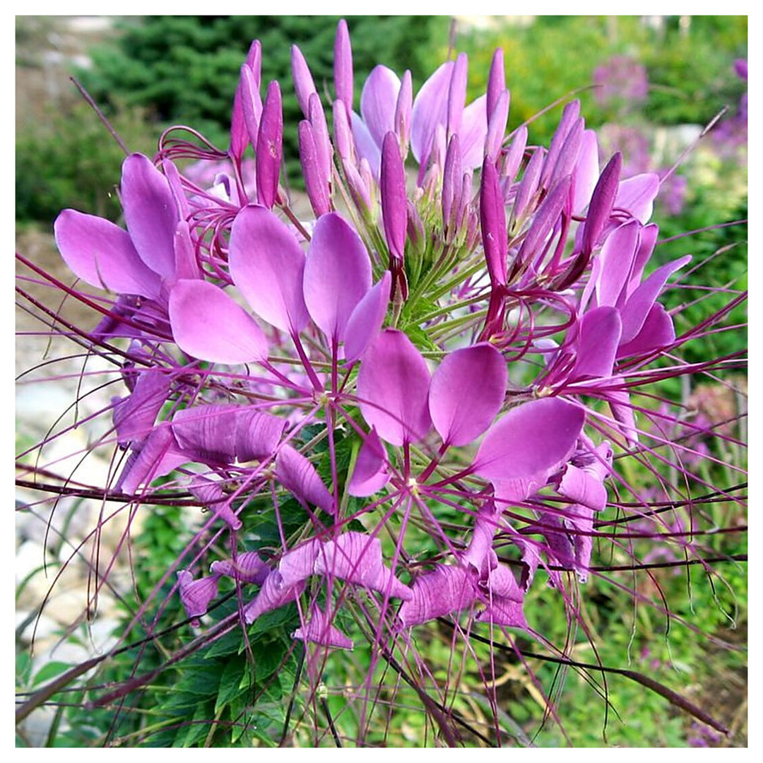 Pink Hatiora Rosea Plant Seeds for Planting – Heirloom Non-GMO High Germination Garden Seeds | Neera Seeds product photo [neera-v4-9fefe934b169858d15ff]