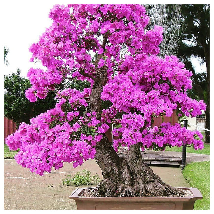 Heirloom Non-GMO Bonsai Tree Seeds for Planting – Miniature Ornamental Tree Seeds | Neera Seeds product photo [neera-v4-9feff3e776320906e6e0]
