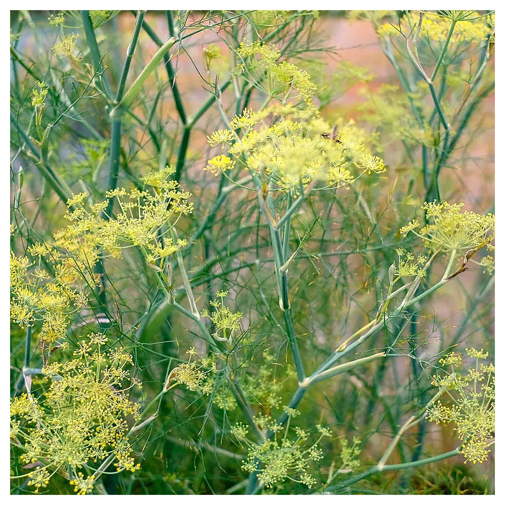 Heirloom Non-GMO Anethum Graveolens Seeds – Aromatic Green Dill for Planting | High Germination Organic Seeds | Neera Seeds product photo [neera-v4-a003f01a4db18d09a3fb]