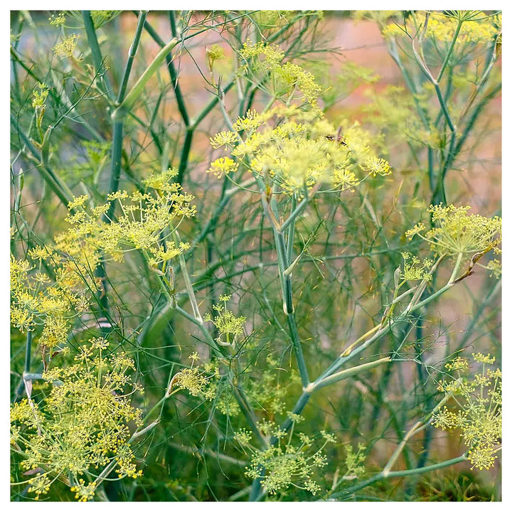 Heirloom Non-GMO Anethum Graveolens Seeds – Aromatic Green Dill for Planting | High Germination Organic Seeds | Neera Seeds product photo [neera-v4-a003f01a4db18d09a3fb]