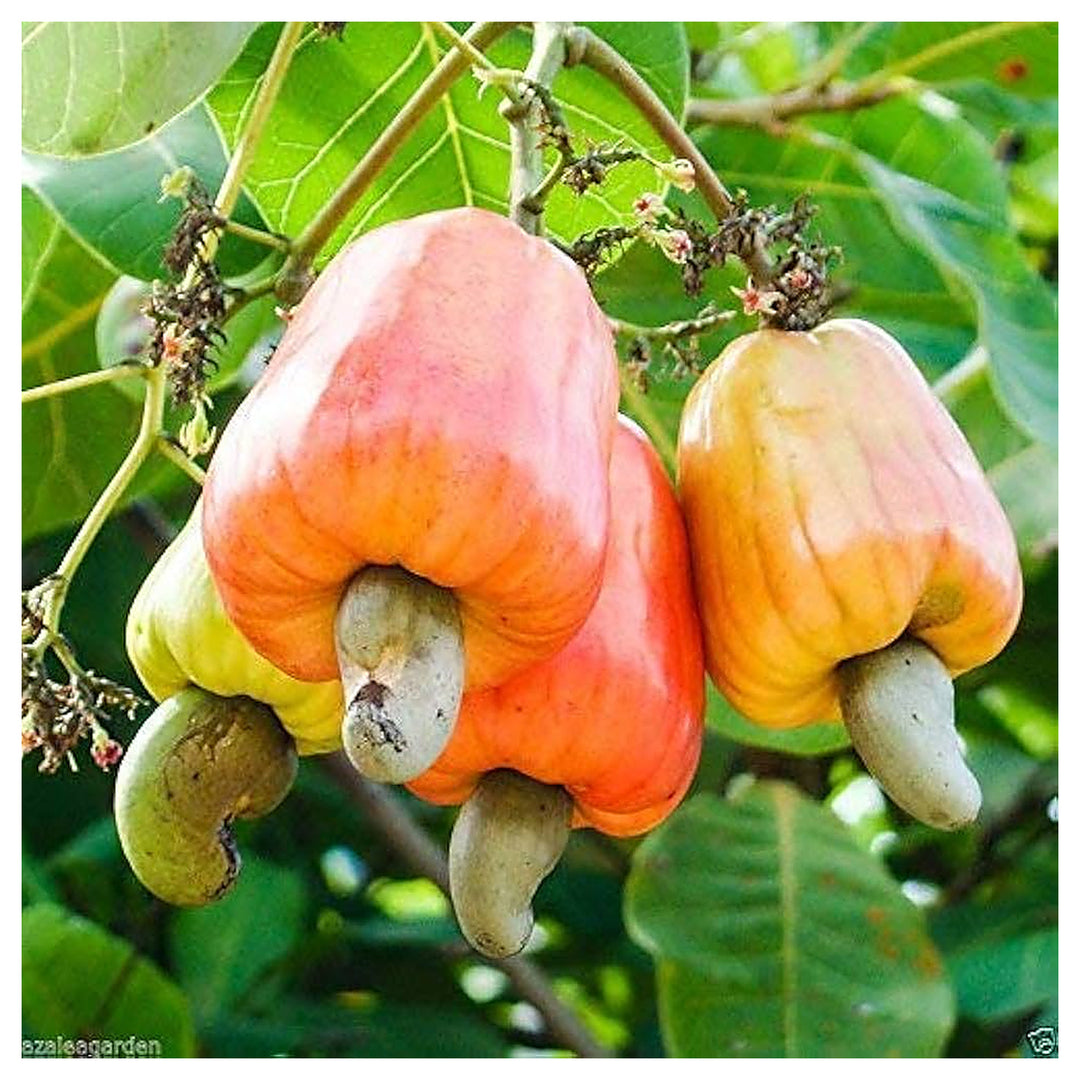 Cashew Nut Fruit Seeds for Planting – Heirloom Non-GMO, High Germination Organic Garden Seeds | Neera Seeds product photo [neera-v4-a00d8779e4cabc8ec6fd]