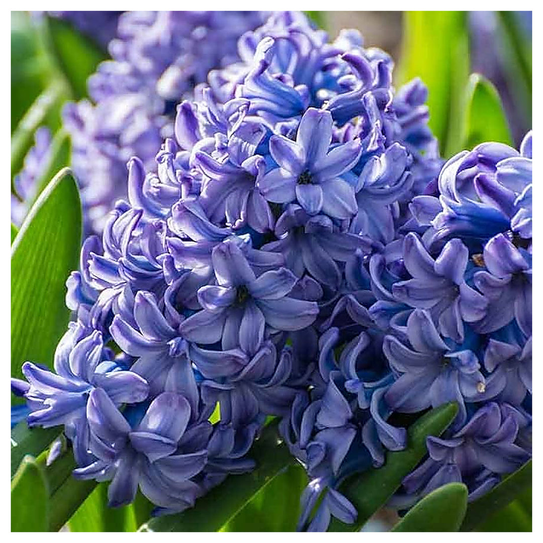 Hyacinthus Blue Flower Seeds for Planting – Heirloom, Non-GMO, High Germination Organic Garden Seeds for Fragrant B | Neera Seeds product photo [neera-v4-a018c3add41a0ebe401b]