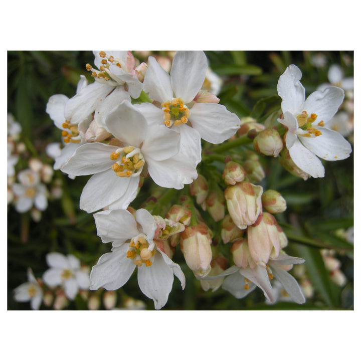 Aztec Pearl Flower Seeds – Heirloom Non-GMO, High Germination Fragrant Blooms for Elegant Garden Planting | Neera Seeds product photo [neera-v4-a022b8212e7115b06afa]
