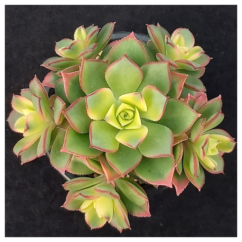 Yellow Green Succulent Flower Seeds – Heirloom Non-GMO Drought-Tolerant Seeds for Planting | Neera Seeds product photo [neera-v4-a02e8dde6166d85e391f]