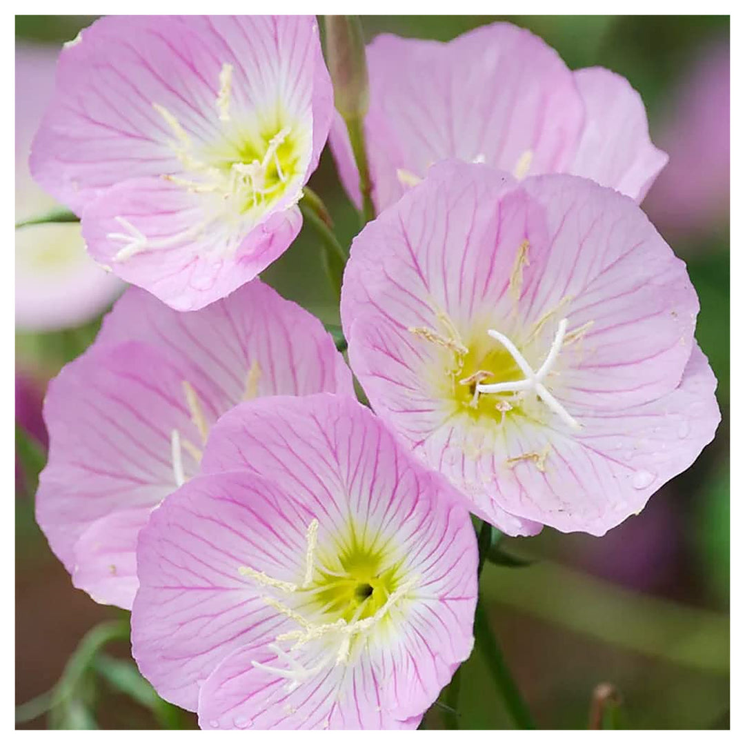 Light Pink Primrose Flower Seeds – Heirloom Non-GMO Evening Blooms for Garden Ground Cover | Neera Seeds product photo [neera-v4-a03c2d0530201385be1b]
