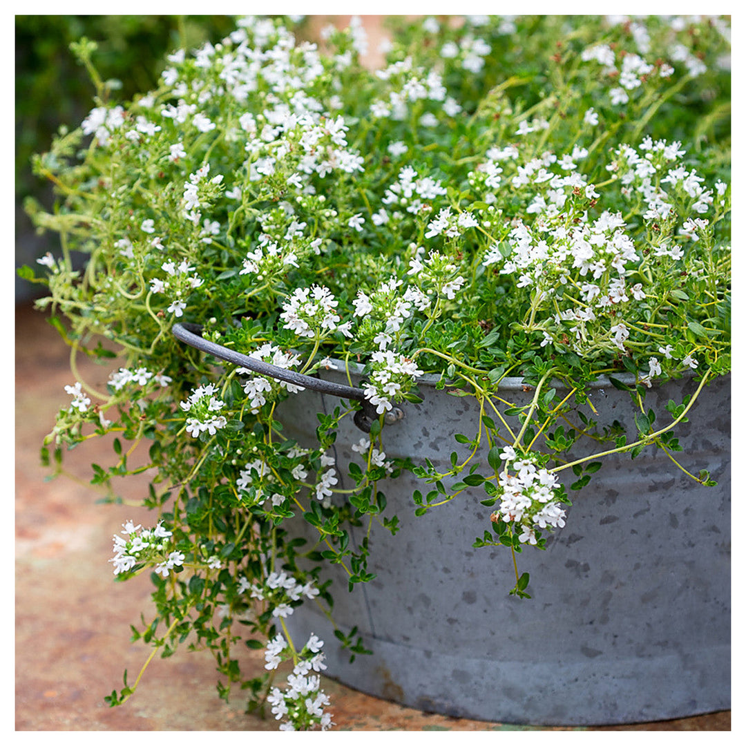Creeping White Flower Seeds for Planting – Organic, Heirloom, Non-GMO Garden Seeds | Neera Seeds product photo [neera-v4-a03f0d22a325895a37c8]