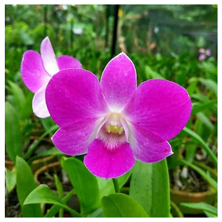 Dendrobium Flower Seeds Lavender for Planting | Heirloom Non-GMO High Germination Organic Garden Seeds | Neera Seeds product photo [neera-v4-a044fe958b120d319b71]