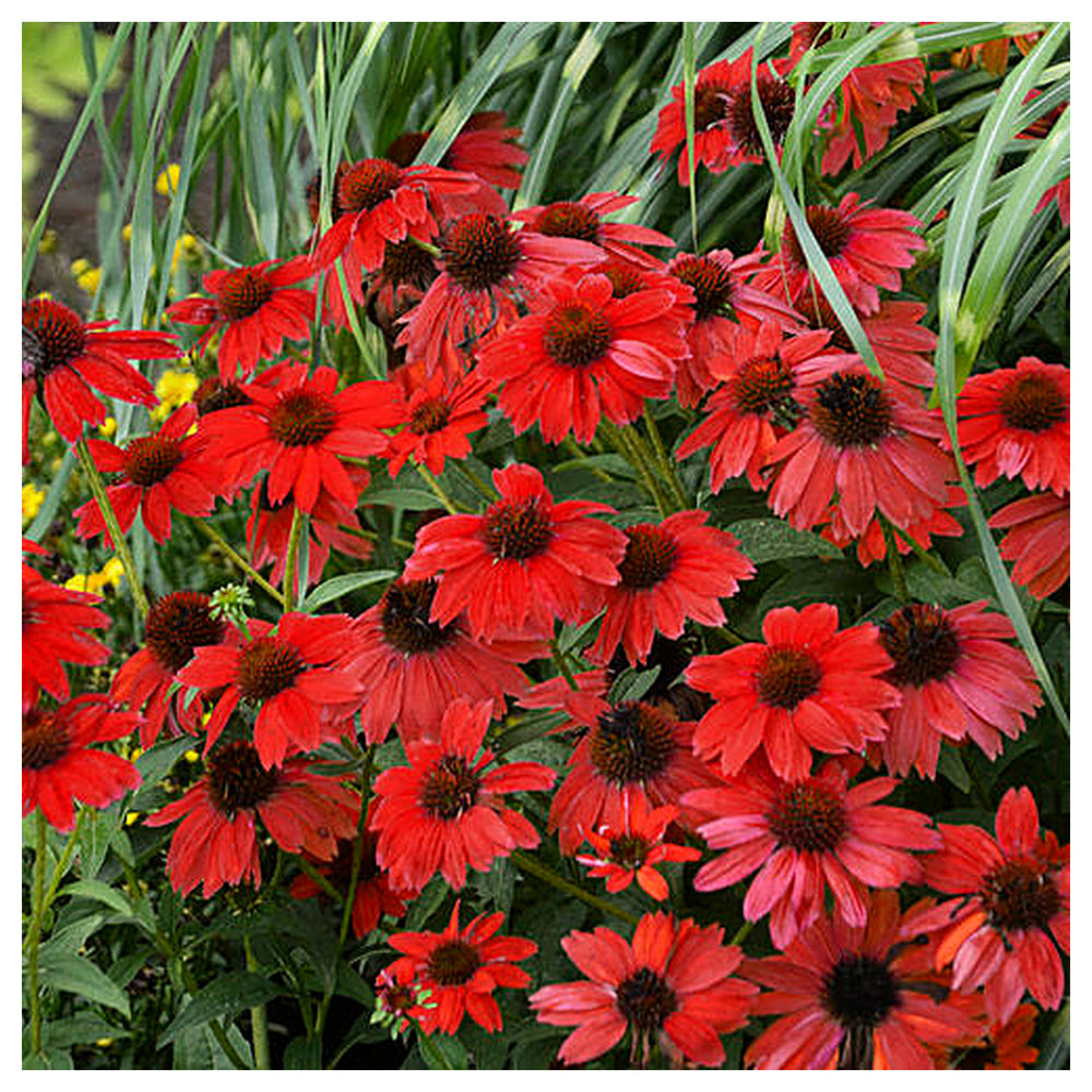 Heirloom  Red Echinacea Coneflower Seeds for Planting - Non-GMO Garden Seeds | Neera Seeds product photo [neera-v4-a045c7be61d609c909a9]