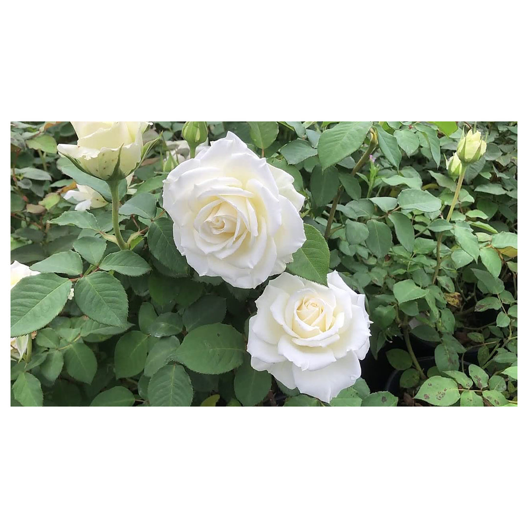 Organic White Double Petal English Rose Seeds for Planting – Heirloom Non-GMO | High Germination Organic Garden See | Neera Seeds product photo [neera-v4-a047d665cac6580cd0d1]