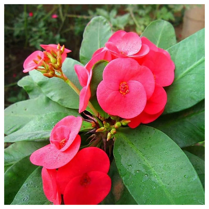 Heirloom Red Euphorbia Milii Flower Seeds for Planting – Non-GMO, Organic Garden Seeds | Neera Seeds product photo [neera-v4-a05e3dd075d9ba0afd6e]