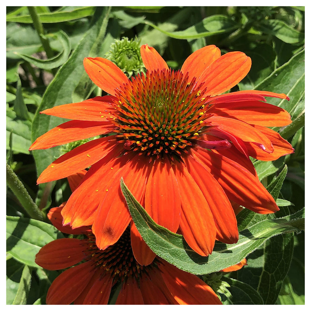 Orange Echinacea Flower Seeds for Planting – Heirloom, Non-GMO, High Germination Seeds to Attract Pollinators & Bee | Neera Seeds product photo [neera-v4-a06498a952f7d080f51a]