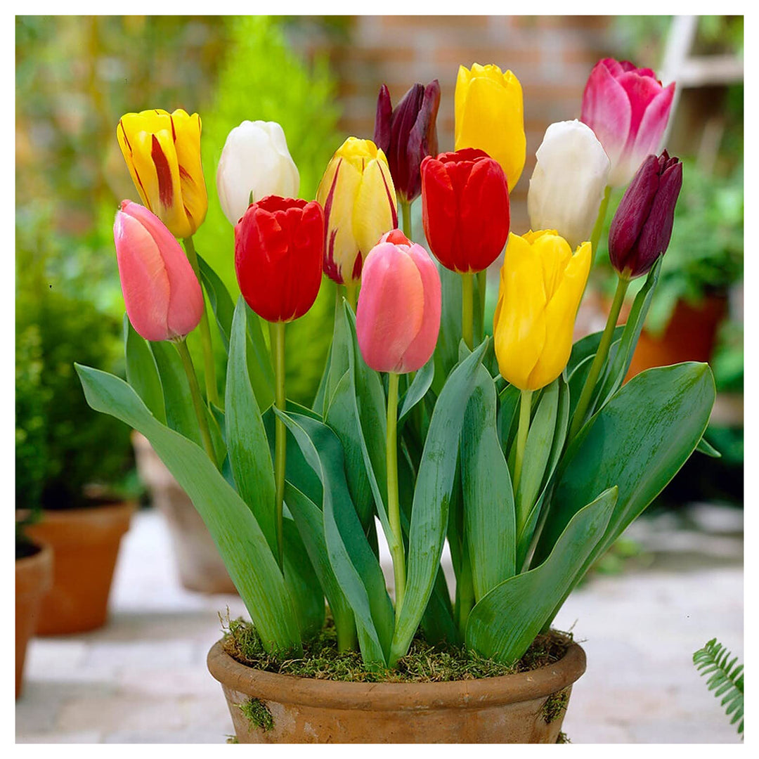 Mixed Tulip Flower Seeds for Planting – Colorful Heirloom Non-GMO Bulbs for Vibrant Spring Garden | Neera Seeds product photo [neera-v4-a06e85ed2bc41db0864c]