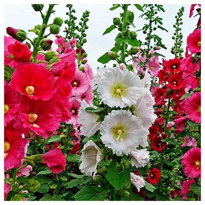 Heirloom Non-GMO Mixed Alcea Flower Seeds for Garden Planting – Vibrant Hollyhock Variety | Neera Seeds product photo [neera-v4-a0707ea524050dd9a6d8]