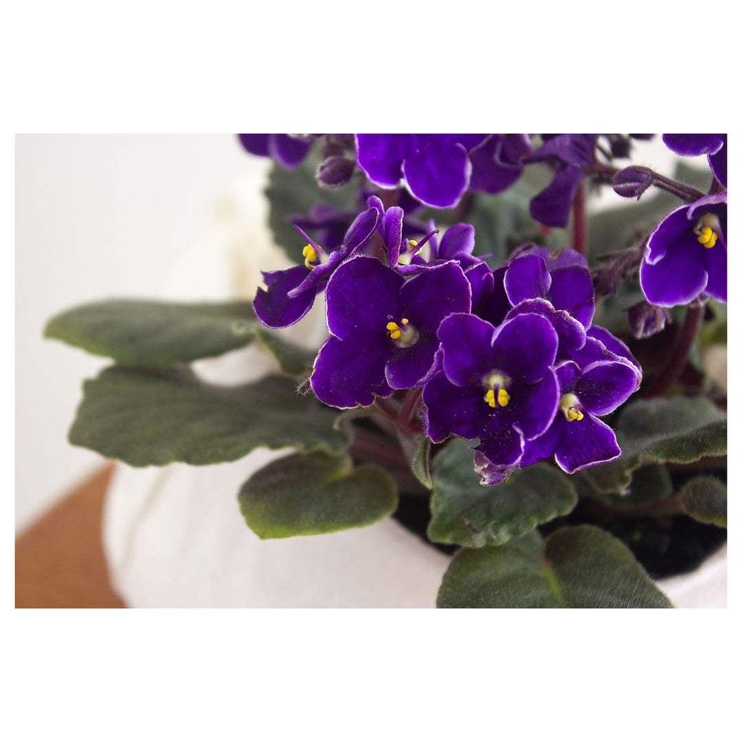 Viola Yedoensis Flower Seeds – Heirloom, Non-GMO, High Germination Organic Garden Seeds for Planting | Neera Seeds product photo [neera-v4-a084e332862908e711a3]
