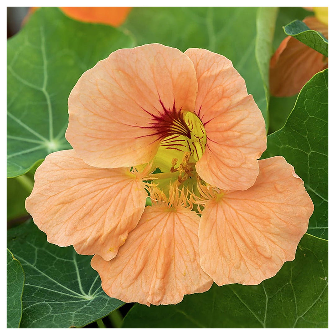 Heirloom Peach Tropaeolum Majus Flower Seeds for Planting | Non-GMO Organic Garden Seeds | Vibrant Blooms, High Ger | Neera Seeds product photo [neera-v4-a09fc1fdd34aa9f669af]